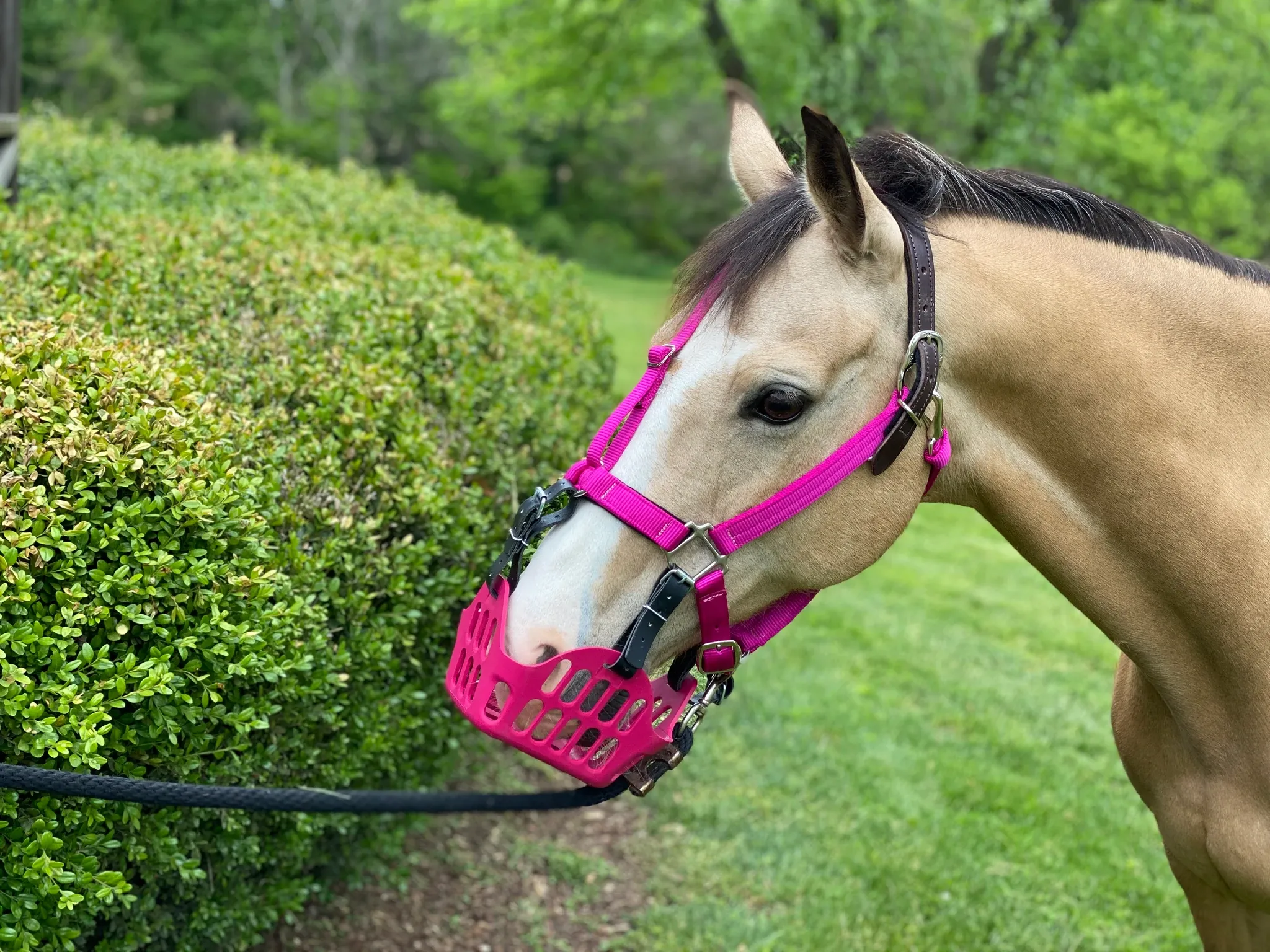 Green Guard Grazing Muzzle