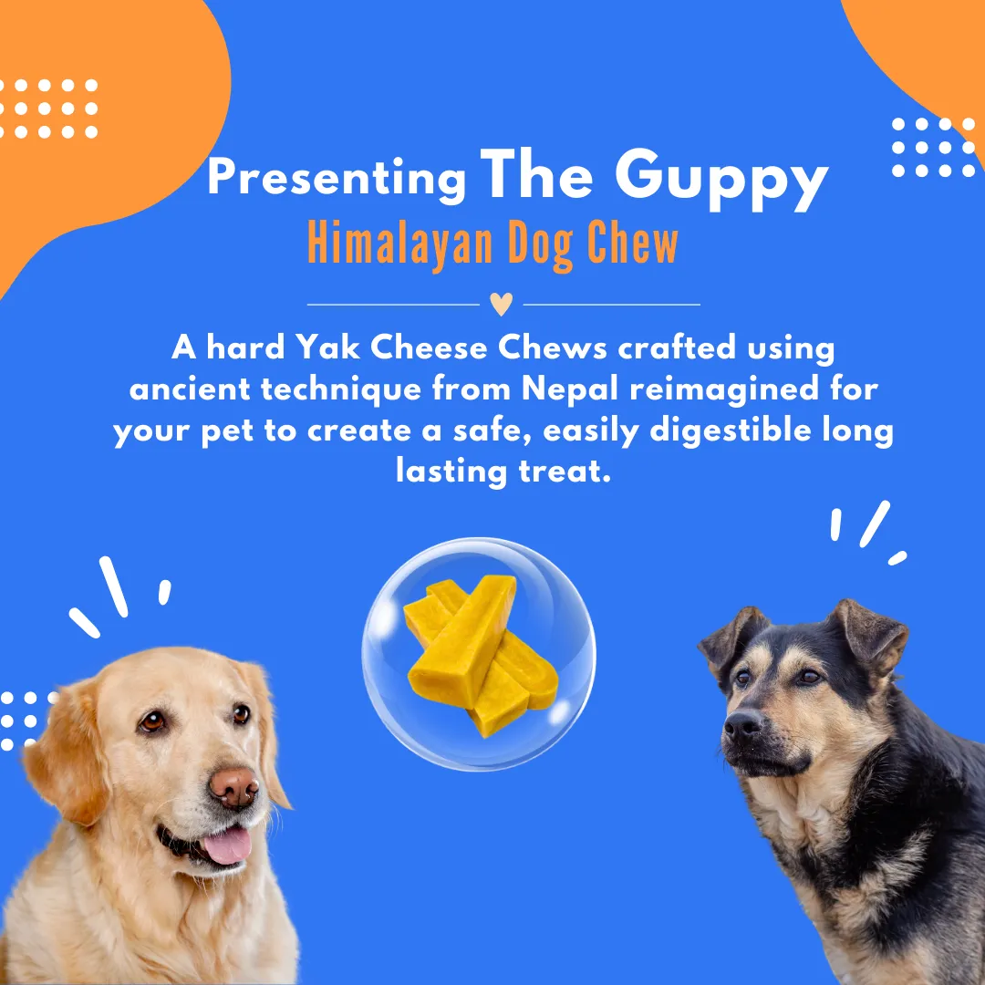 Guppy Himalayan Yak Cheese Dog Chews, 100% Natural, Long Lasting, Gluten Free, Healthy & Safe Dog Treats, Lactose & Grain Free, Protein Rich | Authentic Ancient Recipe| For Large Dog Breeds- Pack of 3