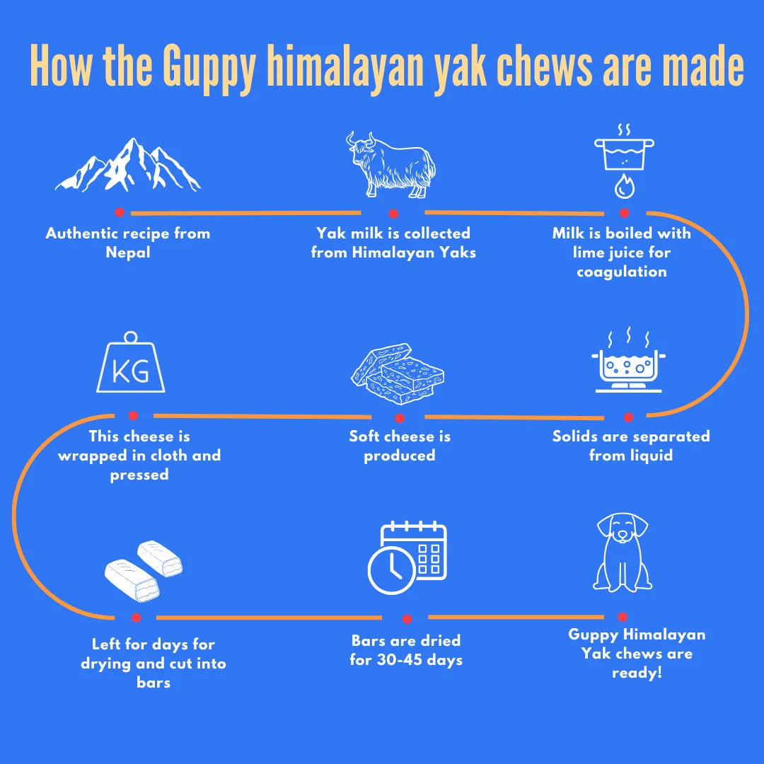 Guppy Himalayan Yak Cheese Dog Chews, 100% Natural, Long Lasting, Gluten Free, Healthy & Safe Dog Treats, Lactose & Grain Free, Protein Rich | Authentic Ancient Recipe| For Large Dog Breeds- Pack of 3