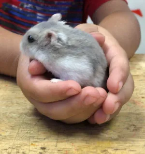 Hamster Winter White