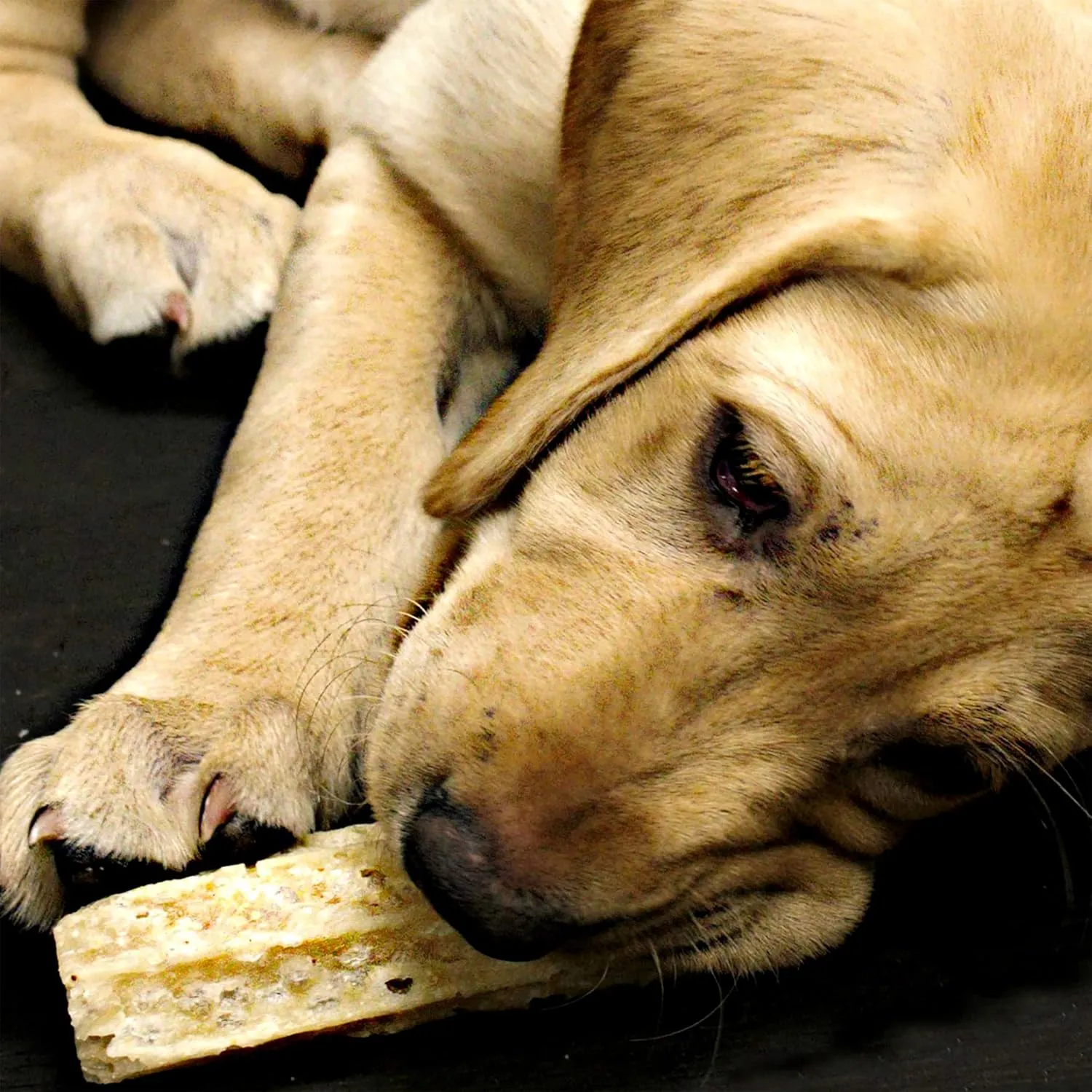Himalayan Dog Chew Happy Teeth Yak Cheese Dog Chews Dental Chews, 100% Natural, Long Lasting, Gluten Free, Healthy & Safe Dog Treats for Oral Health, Lactose & Grain Free, Protein Rich, 2 Chews