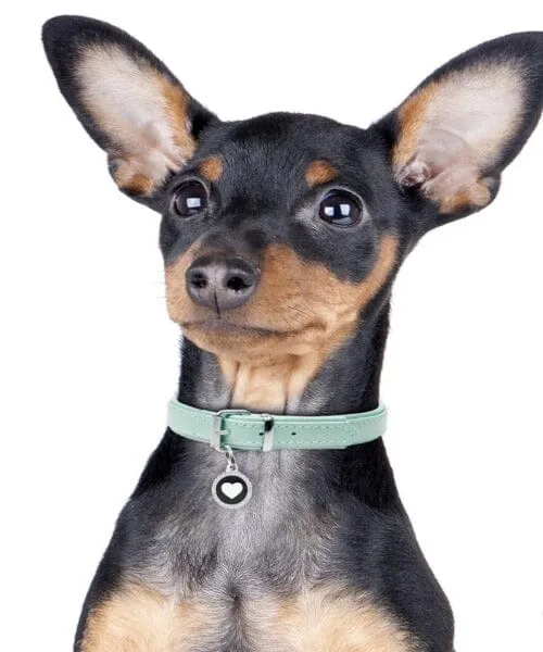 Personalized Glam Swarovski "Chrome Heart Black Circle" Pet Name ID Tag