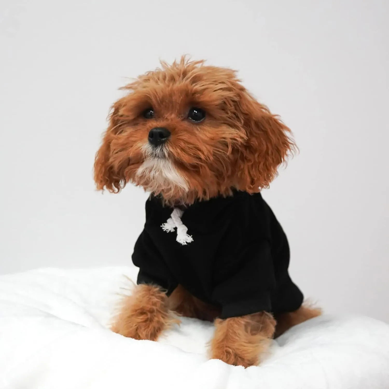 Will You Marry My Daddy? Marriage Proposal Dog Hoodie Fleece Lined Pullover Sweatshirt with Leash Hole (Royal Blue, 3X-Large 50)